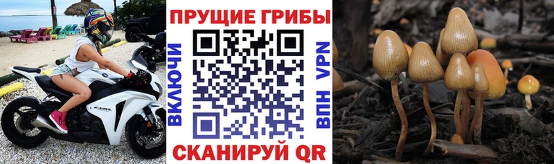 Псилоцибиновые грибы GOLDEN TEACHER Нестеров